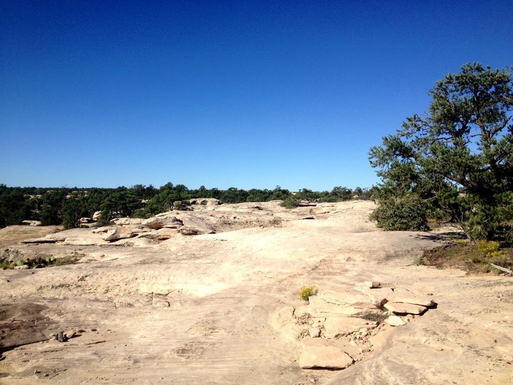 A rocky landscape under a clear blue sky, featuring smooth stone surfaces and patches of grass, with a few trees scattered in the background. Gooseberry Mesa mountain bike trail.