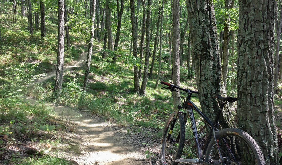 A mountain bike resting against a tree in a lush forest setting, with a narrow dirt trail winding through the trees. The scene is filled with greenery, including various plants and underbrush, creating a serene outdoor atmosphere. Brown County Park mountain bike trail.