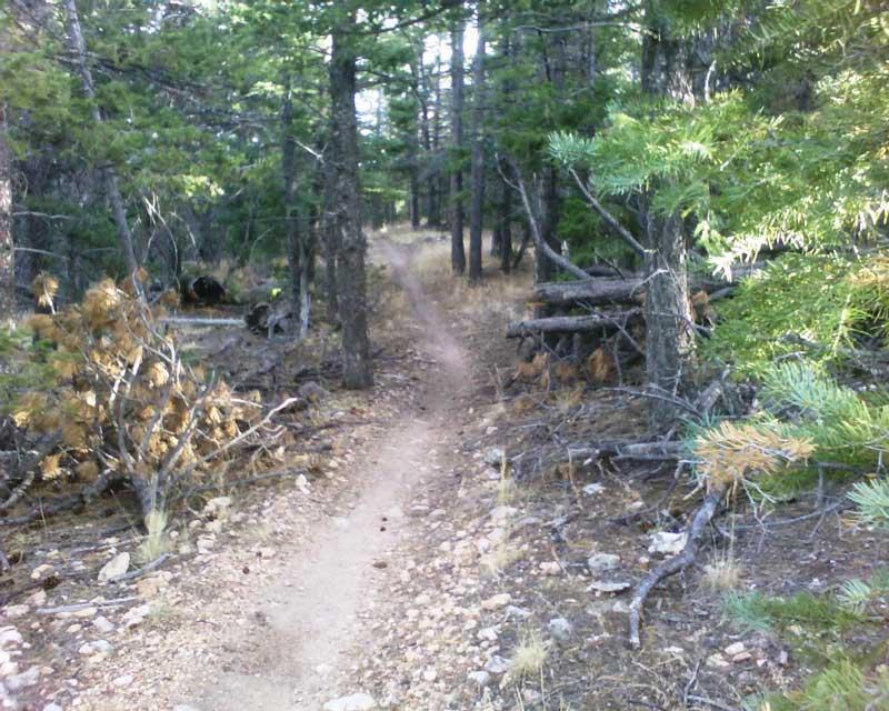 A narrow dirt path winding through a forest, surrounded by tall trees and scattered underbrush. Sunlight filters through the leaves, illuminating the trail and creating a serene, natural atmosphere. Rainbow Trail: Methodist Mountain Thd to Bear Creek Thd mountain bike trail.