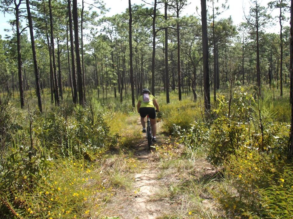 A cyclist in a bright green shirt rides a mountain bike along a narrow dirt path in a lush forest. Tall pine trees and various underbrush frame the scene, with patches of sunlight filtering through the leaves. Withlacoochee State Forest: Croom Section mountain bike trail.