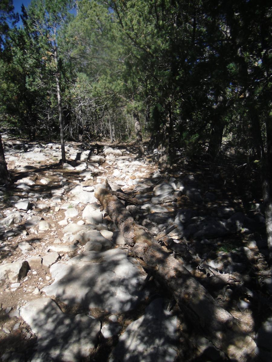A rocky forest path lined with tall trees and dappled sunlight, featuring a fallen log across the trail and scattered stones on the ground. Oso Corredor mountain bike trail.
