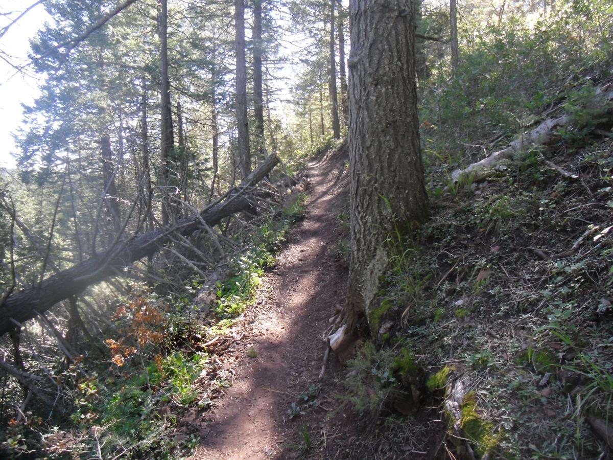 A narrow dirt trail meanders through a forested area, flanked by tall trees and underbrush. In the foreground, a fallen tree lies beside the path, while sunlight filters through the branches, casting a serene ambiance. The scene evokes a sense of tranquility and connection to nature. Faulty Trail mountain bike trail.