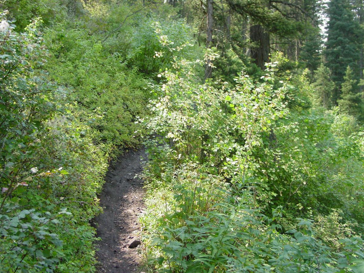 A narrow, winding dirt path surrounded by lush greenery and dense foliage in a forested area. Sunlight filters through the trees, highlighting the vibrant leaves and undergrowth. Bangtail Divide mountain bike trail.