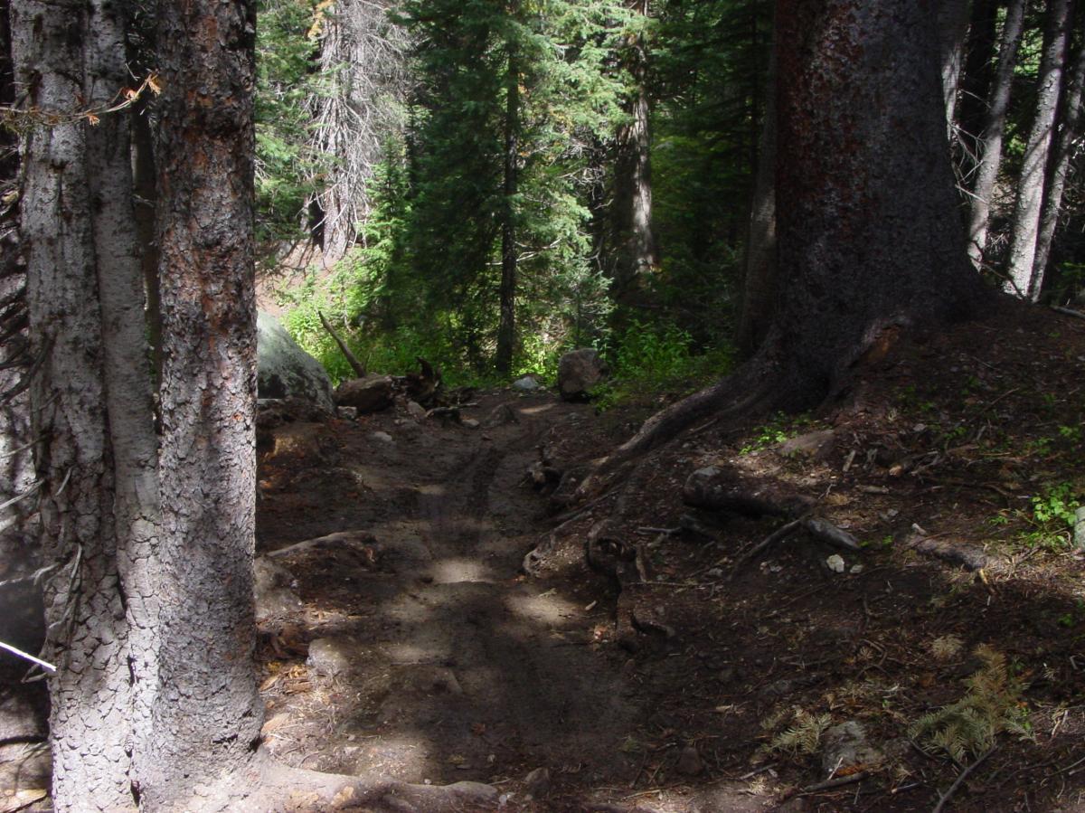 A dirt path winding through a forest, flanked by tall trees with rough bark and scattered rocks. Sunlight filters through the foliage, creating a dappled effect on the ground. Green's Creek mountain bike trail.