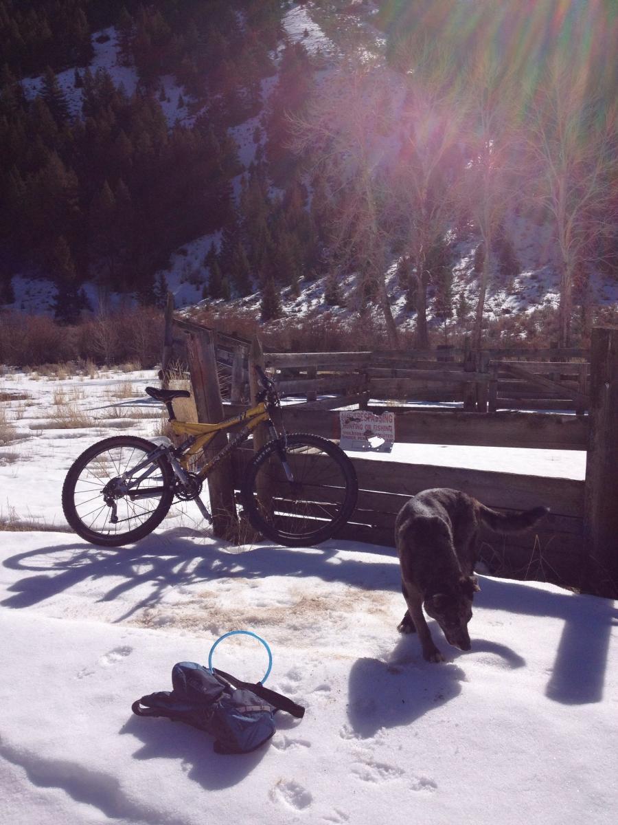 Intense Tracer 275: A mountain bike is parked beside a wooden fence in a snowy landscape, with trees in the background. A dog is exploring the snow near the bike, while a blue disc and a backpack are lying on the ground. Sunlight casts shadows on the snow, creating a bright and outdoor atmosphere.