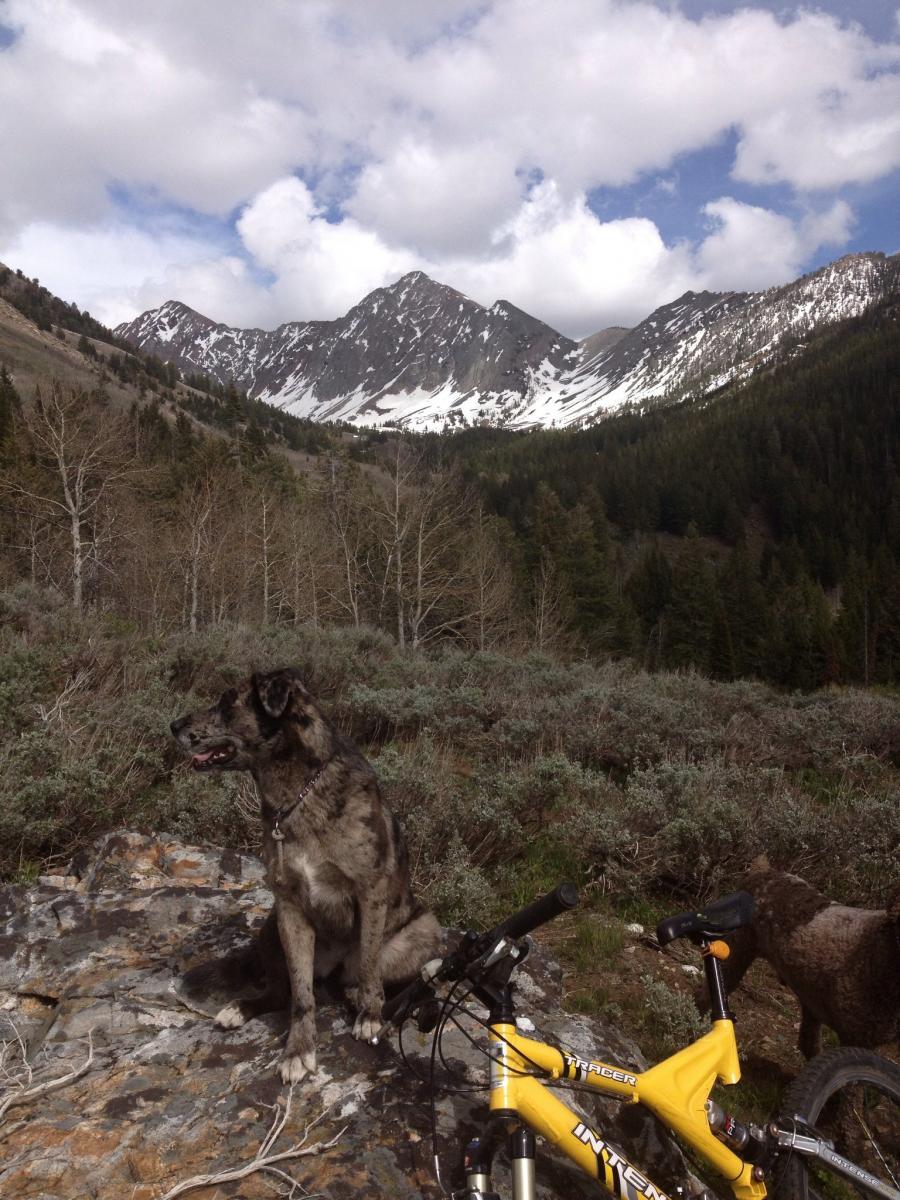 Intense Tracer 275: A dog sitting on a rock beside a yellow mountain bike, with a scenic backdrop of snow-capped mountains and lush green trees under a partly cloudy sky.