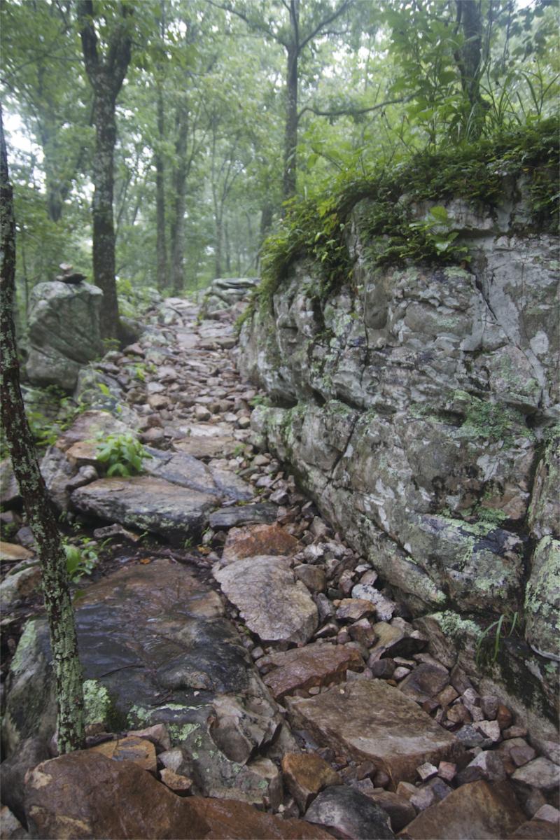 A rocky trail winding through a lush, green forest, flanked by large stones and moss-covered rocks. Trees with dense foliage provide shade, and the atmosphere appears misty and serene. Coldwater Mountain mountain bike trail.