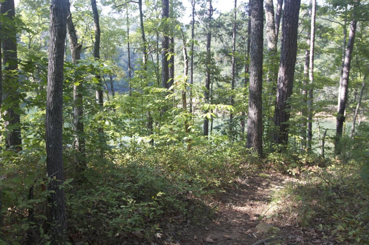 A scenic view of a wooded area with tall trees and lush green foliage. A path winds through the underbrush, leading towards a body of water in the background, partially visible through the trees. The sunlight filters through the leaves, creating a serene and tranquil atmosphere. Aska Trail System mountain bike trail.