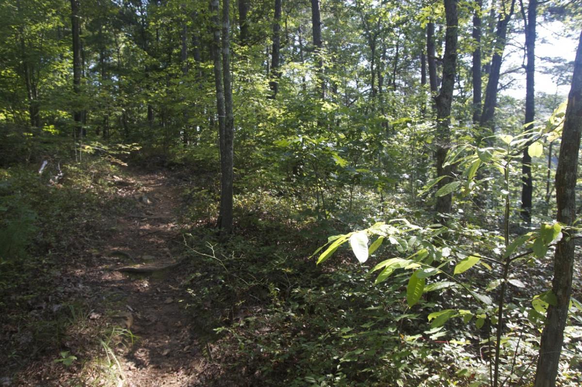 A narrow, winding dirt path leads through a lush green forest filled with trees and various plants, illuminated by soft sunlight filtering through the leaves. Aska Trail System mountain bike trail.