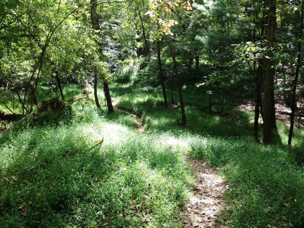 A serene forest scene featuring a winding dirt path leading through lush green grass and trees. Sunlight filters through the foliage, creating a dappled light effect on the ground, enhancing the peaceful and natural atmosphere of the wooded area. Valley Forge Park River Trail mountain bike trail.
