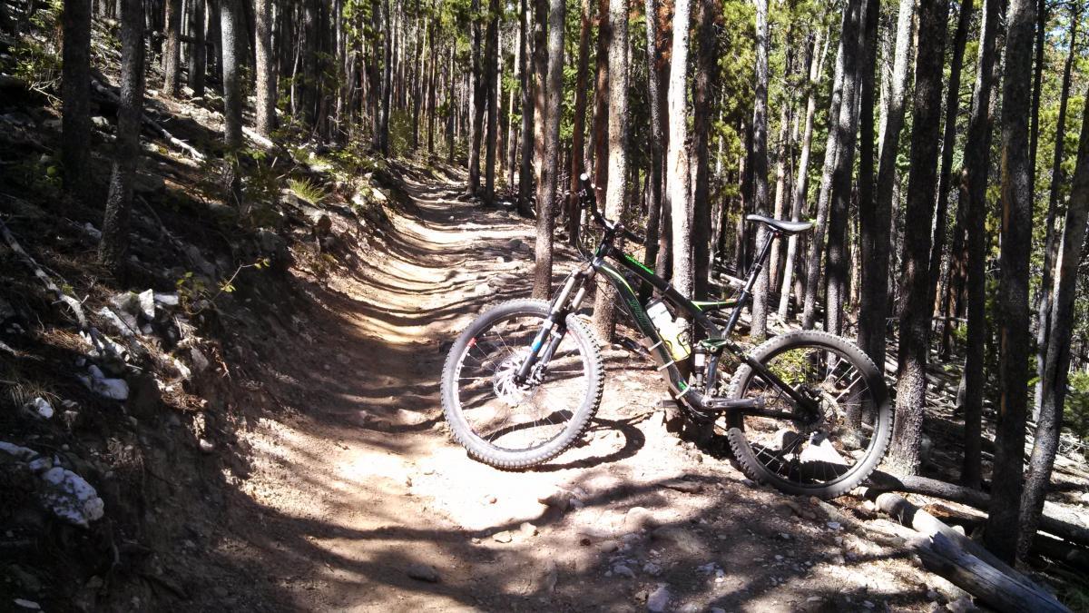 A mountain bike leaning against a tree on a winding dirt trail surrounded by tall trees in a forest. Bergen Peak mountain bike trail.
