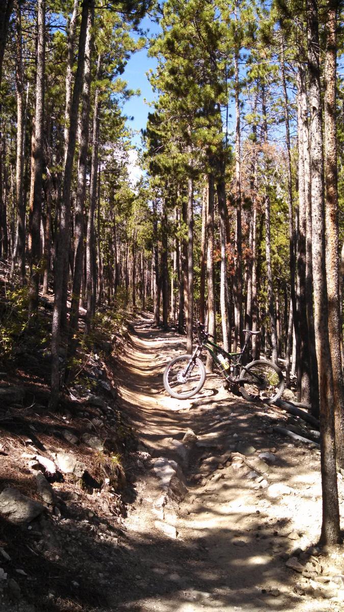 A narrow mountain biking trail winding through a dense forest of tall pine trees, with sunlight filtering through the branches. A mountain bike is leaning against a tree on the side of the trail, surrounded by rocky terrain and natural vegetation. Bergen Peak mountain bike trail.