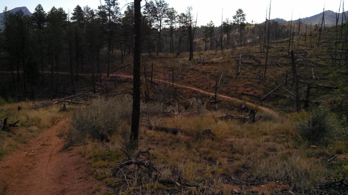 A winding dirt path leads through a forested landscape with tall pine trees, featuring areas of dry grass and scattered fallen branches. The scene includes remnants of burnt trees, indicating a past wildfire, with mountains visible in the background. Buck Gulch mountain bike trail.