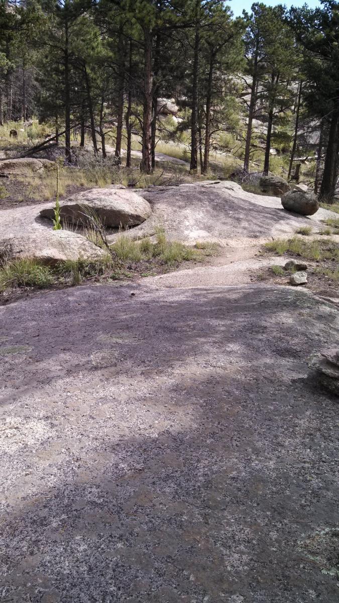 A rocky trail surrounded by tall pine trees, with patches of grass and small plants growing among the rocks. Sunlight filters through the trees, casting shadows on the ground. Blackjack / Raspberry Ridge mountain bike trail.