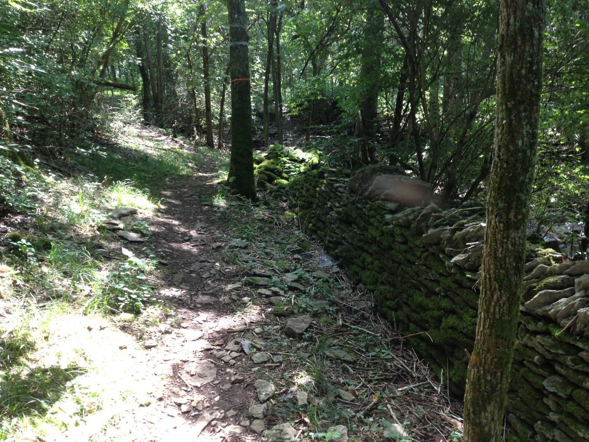 A narrow, winding dirt path leads through a lush green forest, surrounded by trees and underbrush. On one side of the path is a moss-covered stone wall, adding a rustic touch to the natural scenery. Sunlight filters through the canopy, illuminating parts of the trail and vegetation. Knucklehead mountain bike trail.