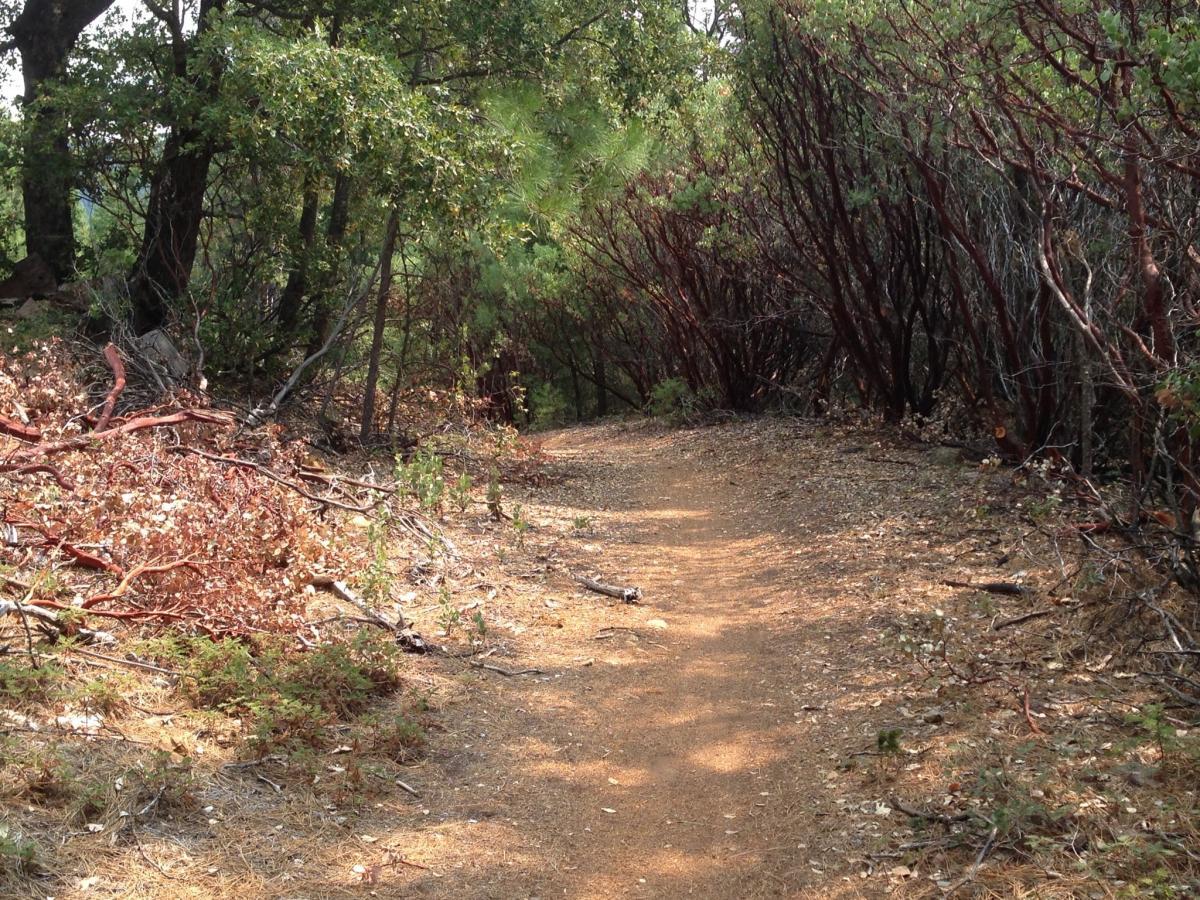 A dirt path winding through a wooded area with dense green foliage and branches on either side. Sunlight filters through the trees, casting soft shadows on the ground. Dry leaves and twigs are scattered along the path, creating a natural, serene atmosphere. Sly Park mountain bike trail.