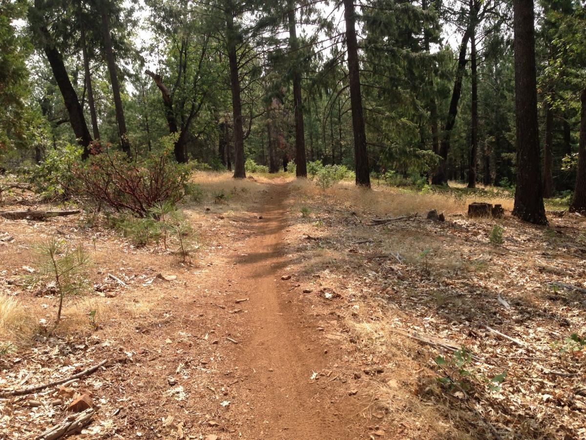 A dirt path winding through a wooded area, surrounded by tall trees and patches of grass. The scene is peaceful, with scattered leaves and small plants along the sides of the trail. Sly Park mountain bike trail.