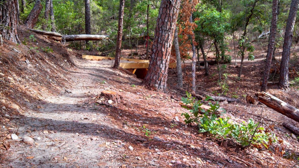 A winding dirt path surrounded by tall trees and underbrush in a wooded area, with a wooden structure visible in the background. The ground is covered with pine needles, rocks, and fallen logs, suggesting a natural, serene environment. Buescher State Park Mountain Bike Trails mountain bike trail.