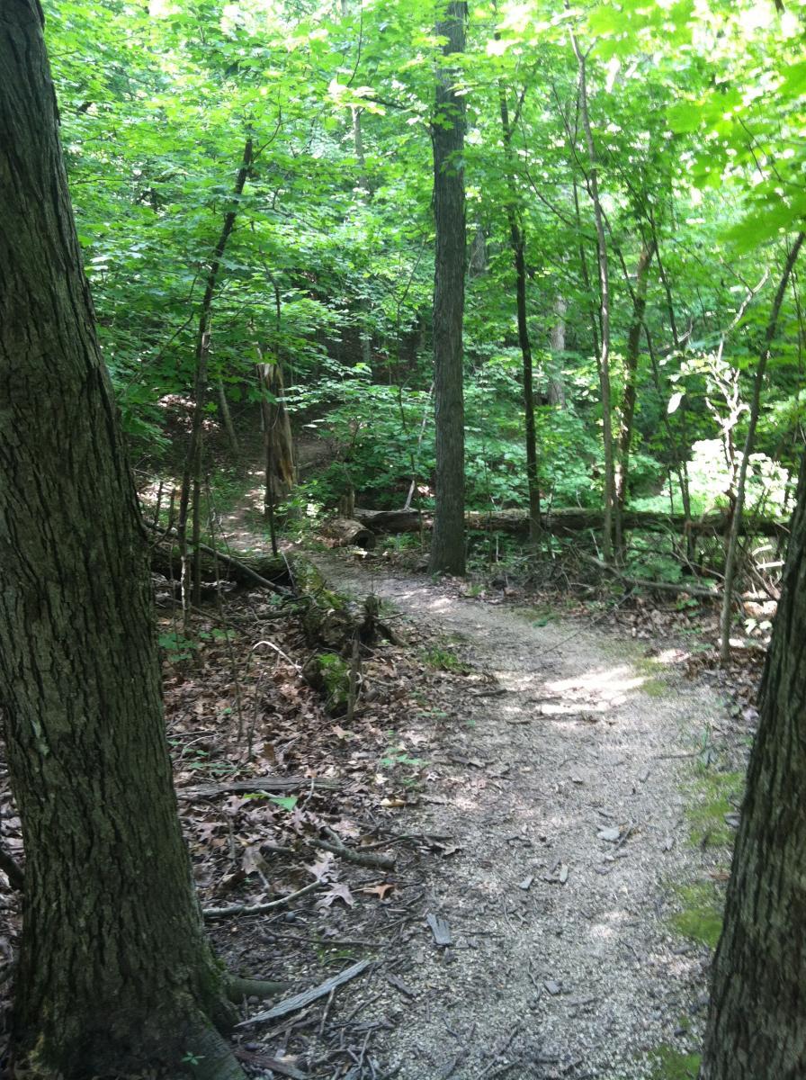 A winding dirt path through a dense forest, surrounded by lush green foliage and tall trees. Sunlight filters through the leaves, casting dappled light on the ground covered with fallen leaves and twigs. Camp Camfield mountain bike trail.