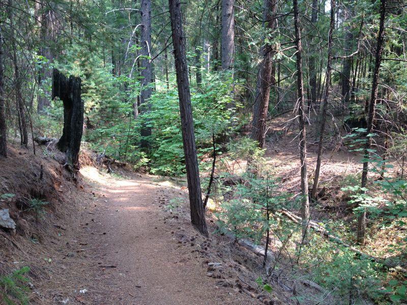 A winding dirt path through a dense forest, surrounded by tall trees and lush greenery. Sunlight filters through the branches, creating dappled light on the trail. The path is bordered by pine needles and small shrubs, inviting exploration of the natural landscape. Sly Park mountain bike trail.