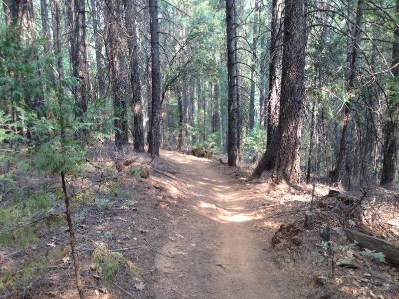 A winding dirt path through a dense forest, with tall pine trees on either side and dappled sunlight filtering in through the leaves. The ground is covered in a mix of soil and fallen pine needles, and small shrubs and plants are visible among the trees. Sly Park mountain bike trail.