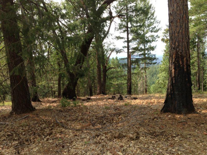 A serene forest scene featuring tall pine trees with a mix of greenery and dry leaves on the ground. The landscape slopes gently in the background, revealing distant hills. Dappled sunlight filters through the branches, creating a peaceful and natural atmosphere. Sly Park mountain bike trail.