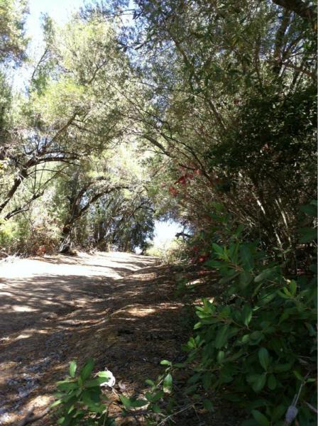 A dirt path winding through a lush, green landscape, framed by dense foliage and trees overhead. Sunlight filters through the leaves, creating a serene and inviting atmosphere. Christmas Hill Garlic Ride mountain bike trail.