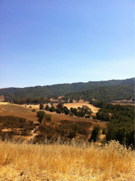 A scenic landscape view featuring rolling hills under a clear blue sky. The foreground consists of dry grasses, while the background showcases a mix of green and brown vegetation on the slopes. The terrain appears hilly, with some open areas and patches of trees scattered throughout. Christmas Hill Garlic Ride mountain bike trail.