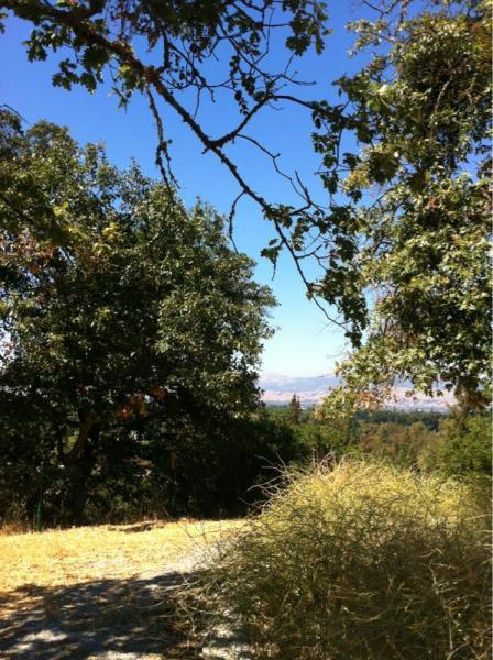 A scenic view framed by trees, featuring a clear blue sky and a distant landscape visible through the foliage. The foreground shows dry grass and sparse vegetation, while the background reveals rolling hills under sunlight. Christmas Hill Garlic Ride mountain bike trail.