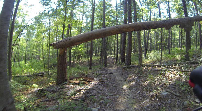 A wooded trail with a fallen tree arching over the path, surrounded by lush greenery and tall trees. The trail is visible on the ground, indicating a natural hiking or biking route. Sunlight filters through the tree canopy, creating a serene outdoor atmosphere. Iron Mountain mountain bike trail.