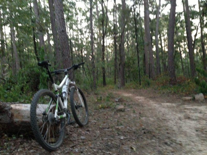 A mountain bike leaning against a fallen tree in a forest clearing, surrounded by tall trees and a dirt trail. The scene is set during dusk, with soft lighting filtering through the foliage. Iron Mountain mountain bike trail.