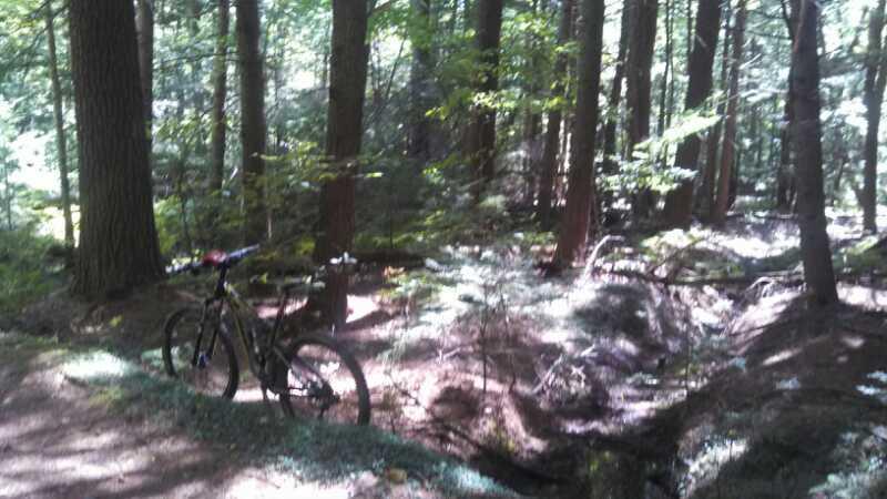 A mountain bike stands next to a narrow dirt path in a dense forest, surrounded by tall trees and sunlight filtering through the leaves. The ground is covered in natural greenery, and there is a small dried creek bed visible nearby. Depot Road Singletracks/FOMBA mountain bike trail.