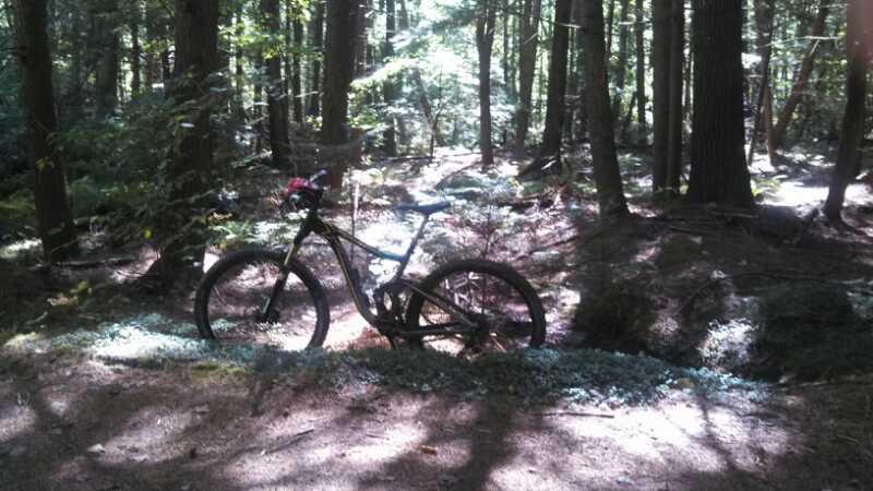 A mountain bike leaning against a tree in a shaded forest area, surrounded by tall trees and lush undergrowth. Sunlight filters through the branches, creating a dappled light effect on the ground. Depot Road Singletracks/FOMBA mountain bike trail.