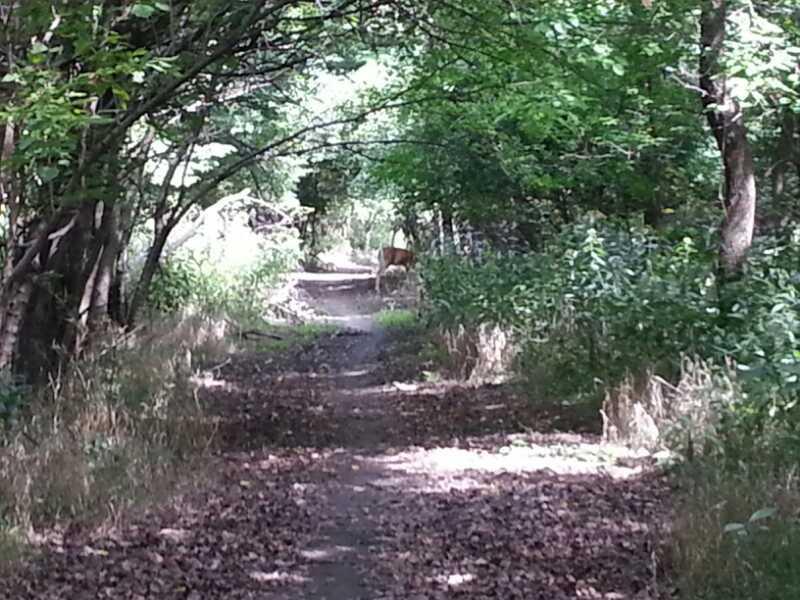 A serene forest pathway lined with trees and underbrush, with sunlight filtering through the leaves. A deer is visible in the distance, partially obscured by foliage, adding a touch of wildlife to the tranquil scene. The ground is covered in fallen leaves, suggesting an autumn setting. Jermain Park mountain bike trail.