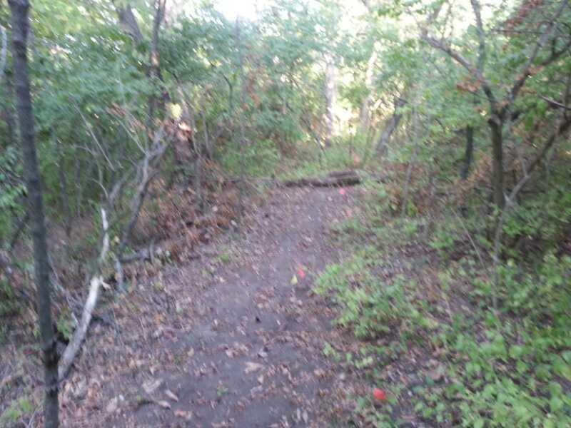 A narrow dirt path winding through a densely wooded area, surrounded by green shrubs and trees. Sunlight filters through the foliage, casting soft light on the trail. A fallen branch lies across the path, indicating natural elements in the environment. Hodge Park Trails mountain bike trail.