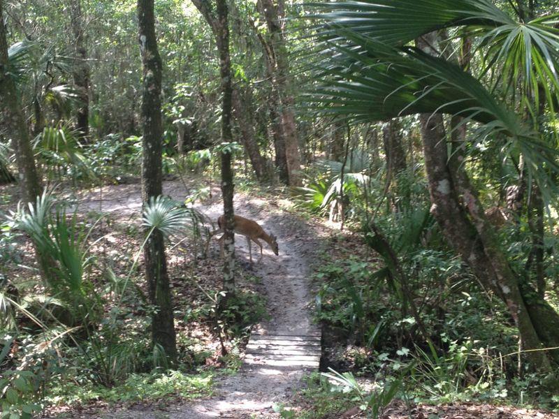 A deer walking along a sandy path through a dense forest, surrounded by tall trees and lush greenery. Alafia River State Park mountain bike trail.