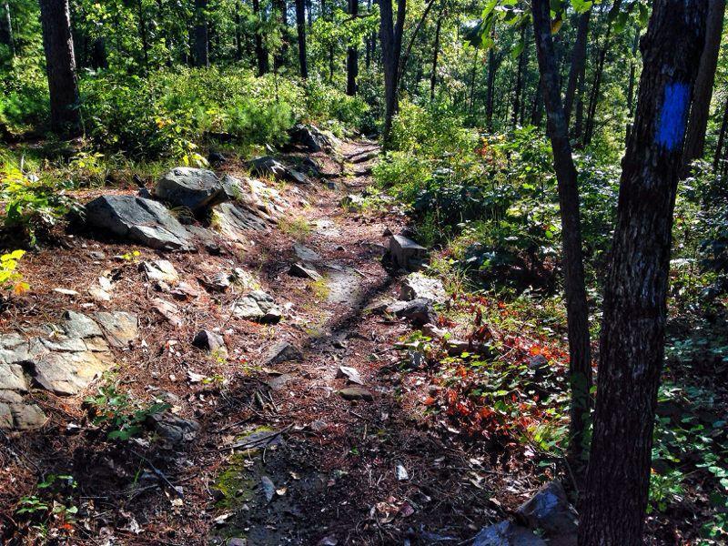 A winding dirt trail surrounded by lush greenery and scattered rocks, leading through a forested area with trees and underbrush on either side. Sunlight filters through the leaves, creating dappled shadows on the path. Iron Mountain mountain bike trail.