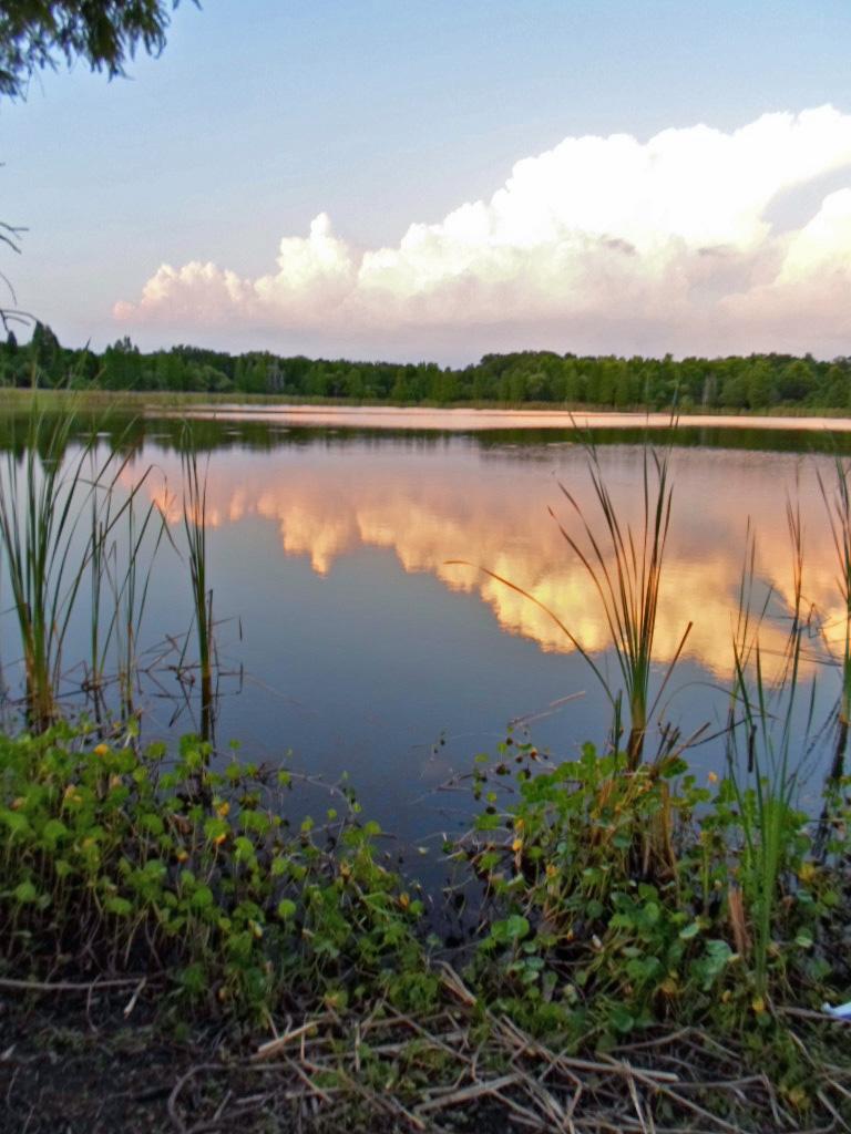A tranquil scene of a calm lake surrounded by lush greenery, with tall grasses and plants framing the foreground. The surface of the water reflects soft, fluffy clouds and a blue sky, creating a serene and picturesque landscape. Alafia River State Park mountain bike trail.