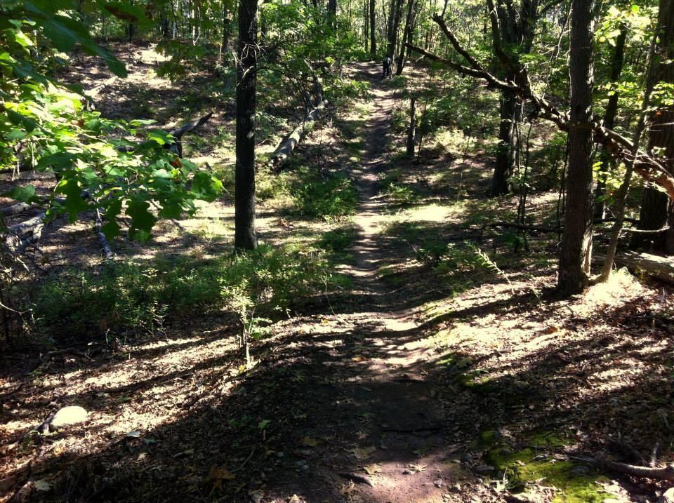 A narrow dirt path winding through a wooded area, surrounded by greenery and scattered sunlight filtering through the trees. The ground is covered with fallen leaves and small plants, while distant tree trunks stand tall on either side of the path. Cutler Park mountain bike trail.