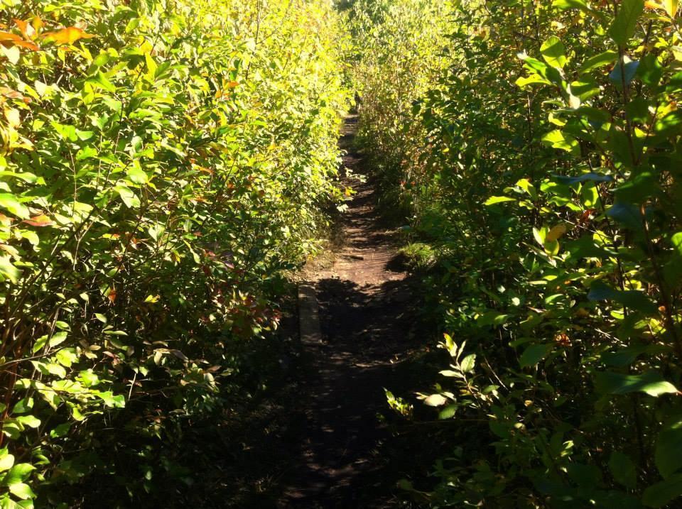 A narrow dirt path winding through dense greenery, flanked by tall bushes with vibrant green and occasional reddish leaves, under a clear blue sky. Cutler Park mountain bike trail.