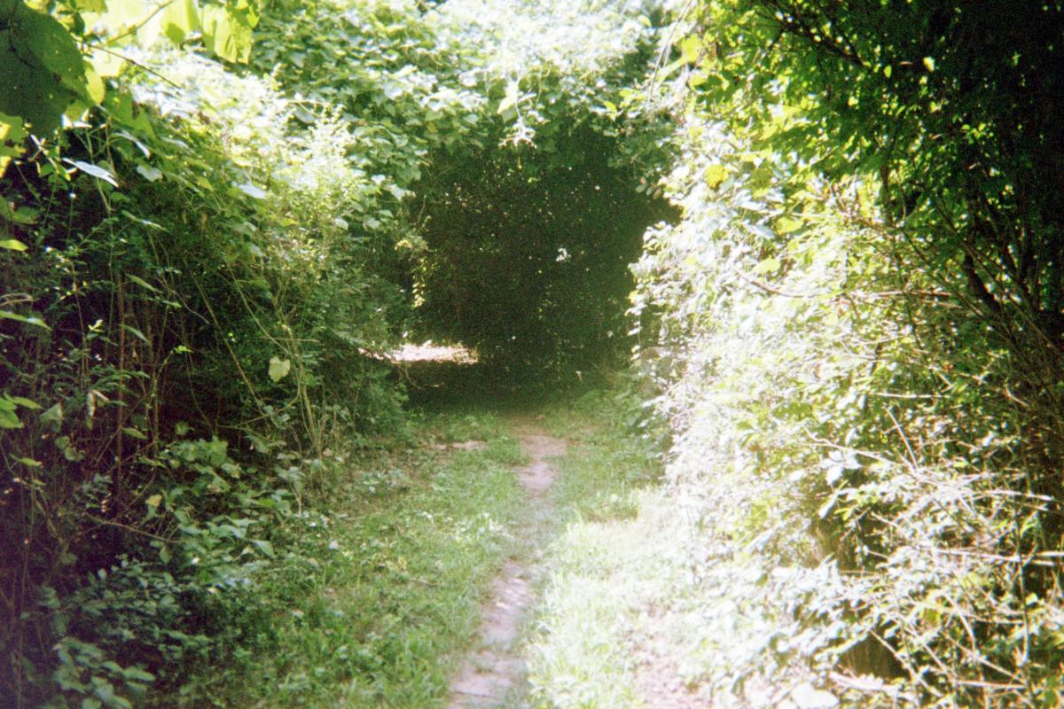 A narrow path surrounded by dense greenery and overhanging foliage, leading into a shaded area that suggests a natural tunnel effect created by the plants. The sunlight filters through the leaves, illuminating parts of the trail. Springhill Park mountain bike trail.