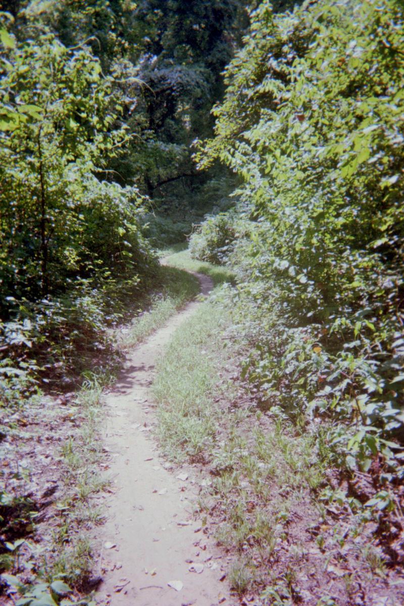 A narrow, winding dirt path surrounded by lush greenery and dense foliage, leading through a wooded area. Sunlight filters through the leaves above, creating a serene and inviting atmosphere. Springhill Park mountain bike trail.
