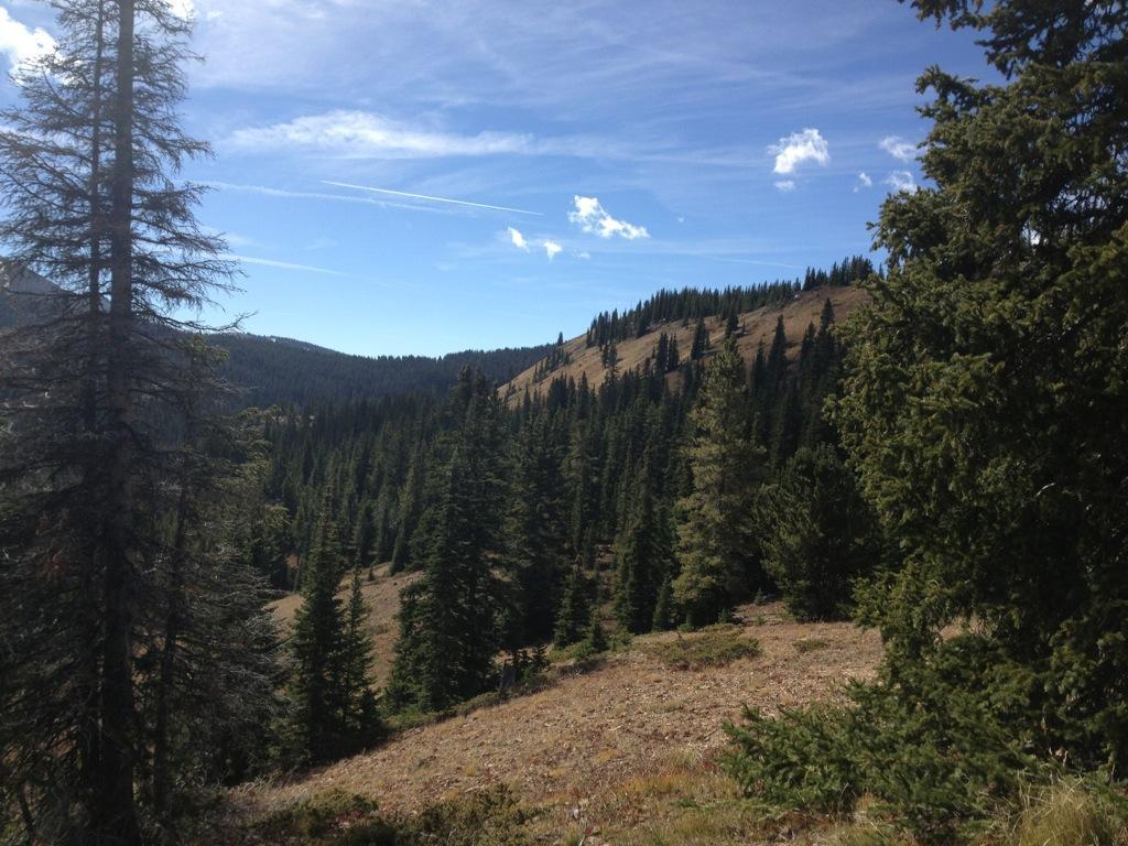 A scenic view of a mountainous landscape featuring a mix of green pine trees and open grassy areas under a clear blue sky with wispy clouds. The terrain slopes gently, showcasing a harmonious blend of forest and hillside. Monarch Crest Trail mountain bike trail.