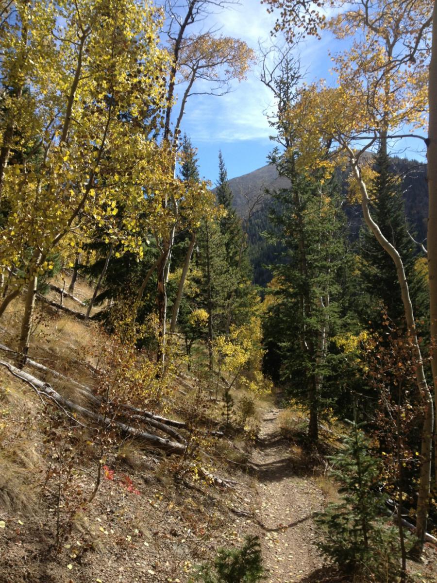 A scenic view of a winding dirt path surrounded by tall trees with golden and green leaves, set against a backdrop of mountains under a clear blue sky. The path is framed by shrubs and fallen logs, showcasing the beauty of a mountainous forest in autumn. Monarch Crest Trail mountain bike trail.