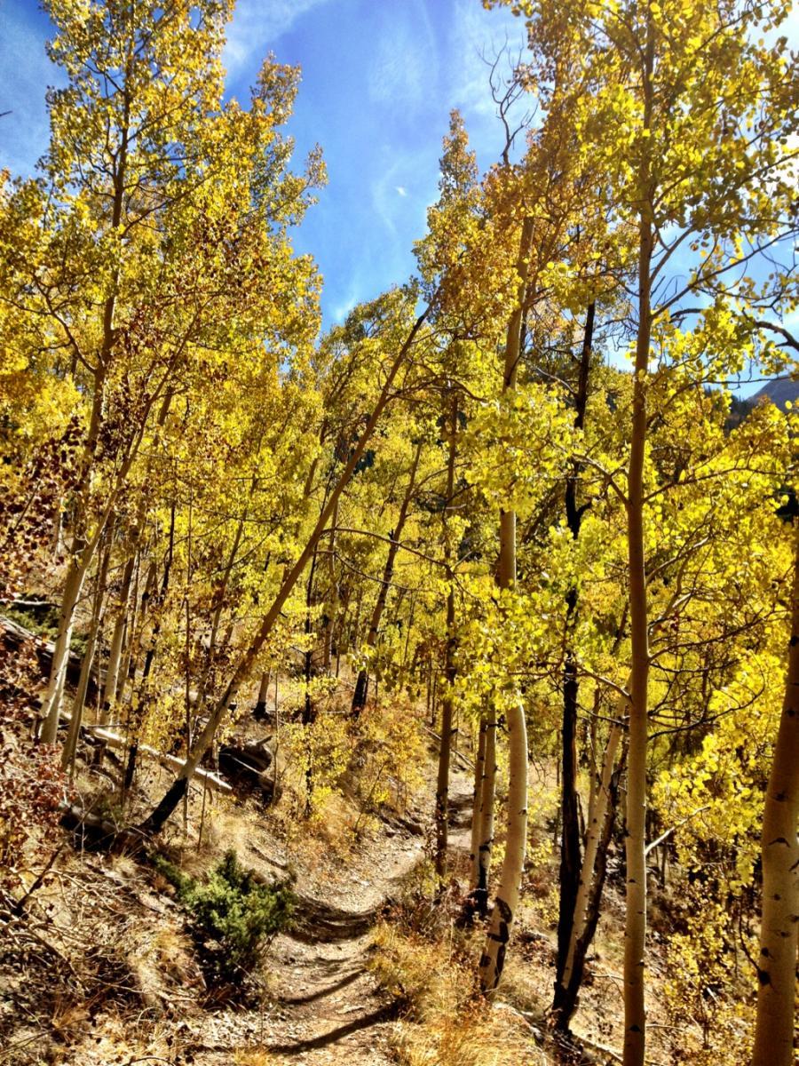A sunlit forest path winding through tall aspen trees with vibrant yellow leaves under a blue sky. The ground is covered with dry leaves and small plants, creating a serene and picturesque natural setting. Monarch Crest Trail mountain bike trail.