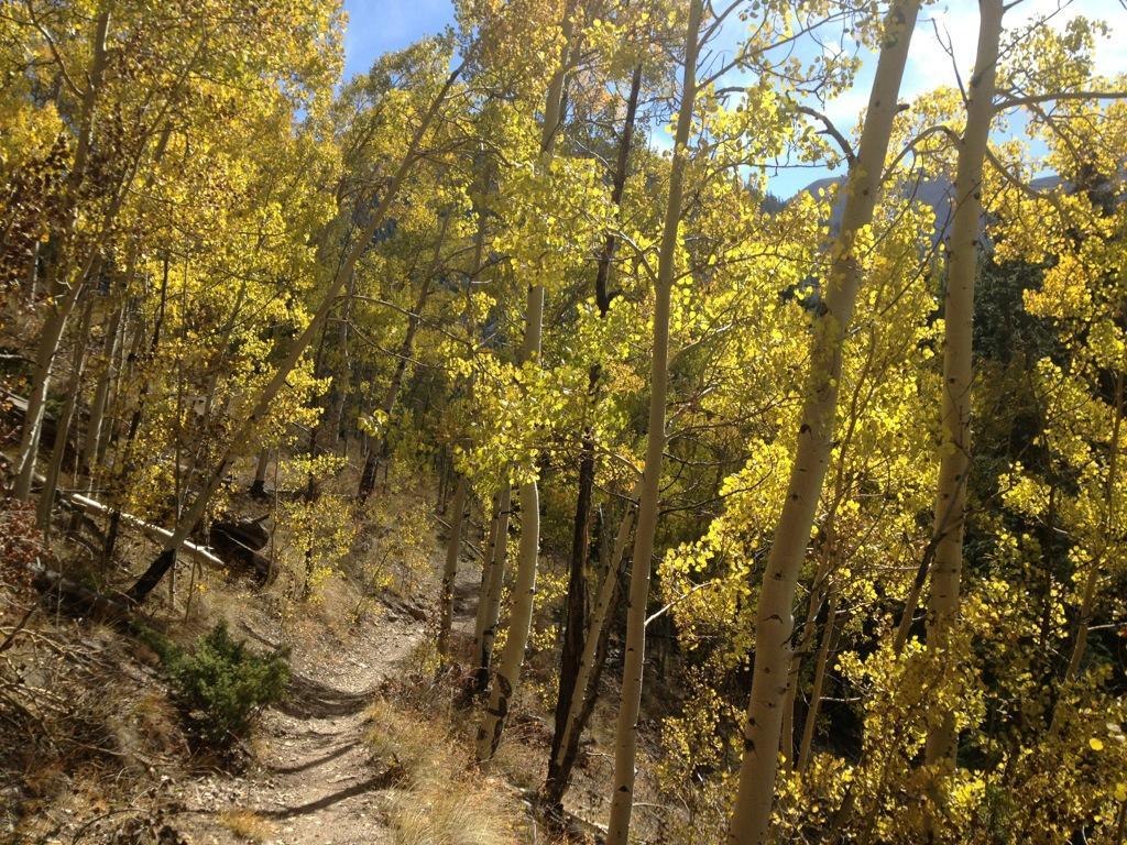 A forest scene featuring golden aspen trees lining a winding dirt trail. The sunlight filters through the leaves, creating a warm glow. The background showcases a clear blue sky and hints of distant mountains. Monarch Crest Trail mountain bike trail.