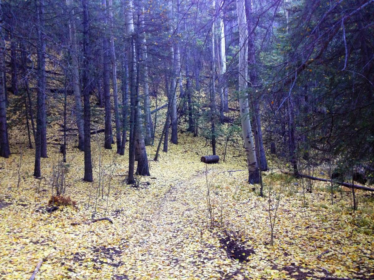 A tranquil forest scene featuring tall trees with a carpet of yellow leaves on the ground, creating a serene path through the woods. Rainbow Trail: Methodist Mountain Thd to Bear Creek Thd mountain bike trail.