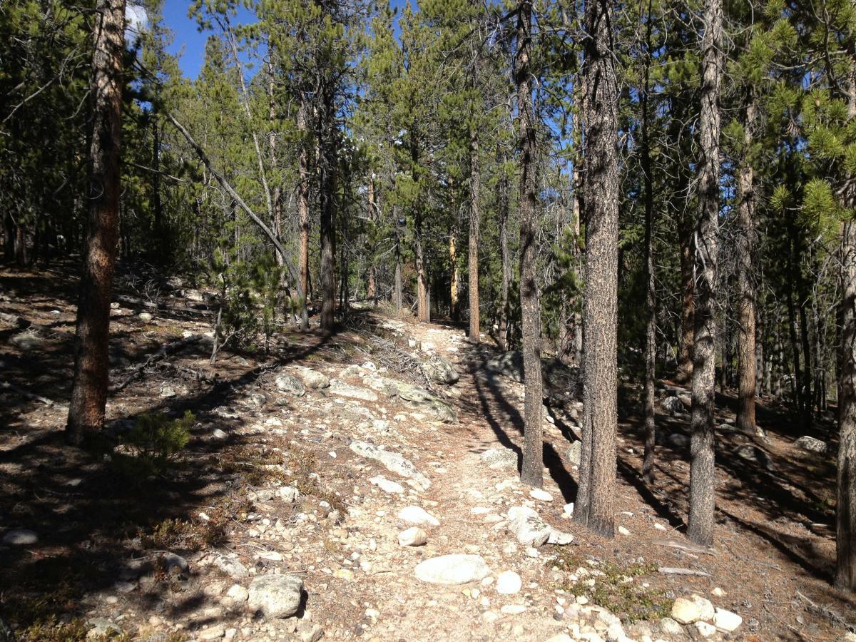 A wooded trail winding through a forest, surrounded by tall pine trees and rocky terrain under a clear blue sky. Colorado Trail: Mt. Shavano thd to Chalk Creek thd mountain bike trail.