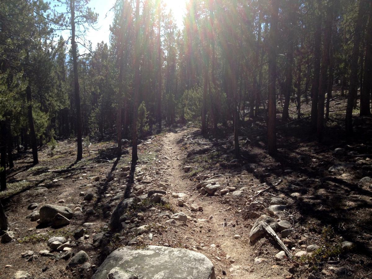 A sunlit dirt path winding through a dense forest, surrounded by tall pine trees and scattered rocks. The scene is bathed in warm sunlight, creating a serene and natural atmosphere. Colorado Trail: Mt. Shavano thd to Chalk Creek thd mountain bike trail.