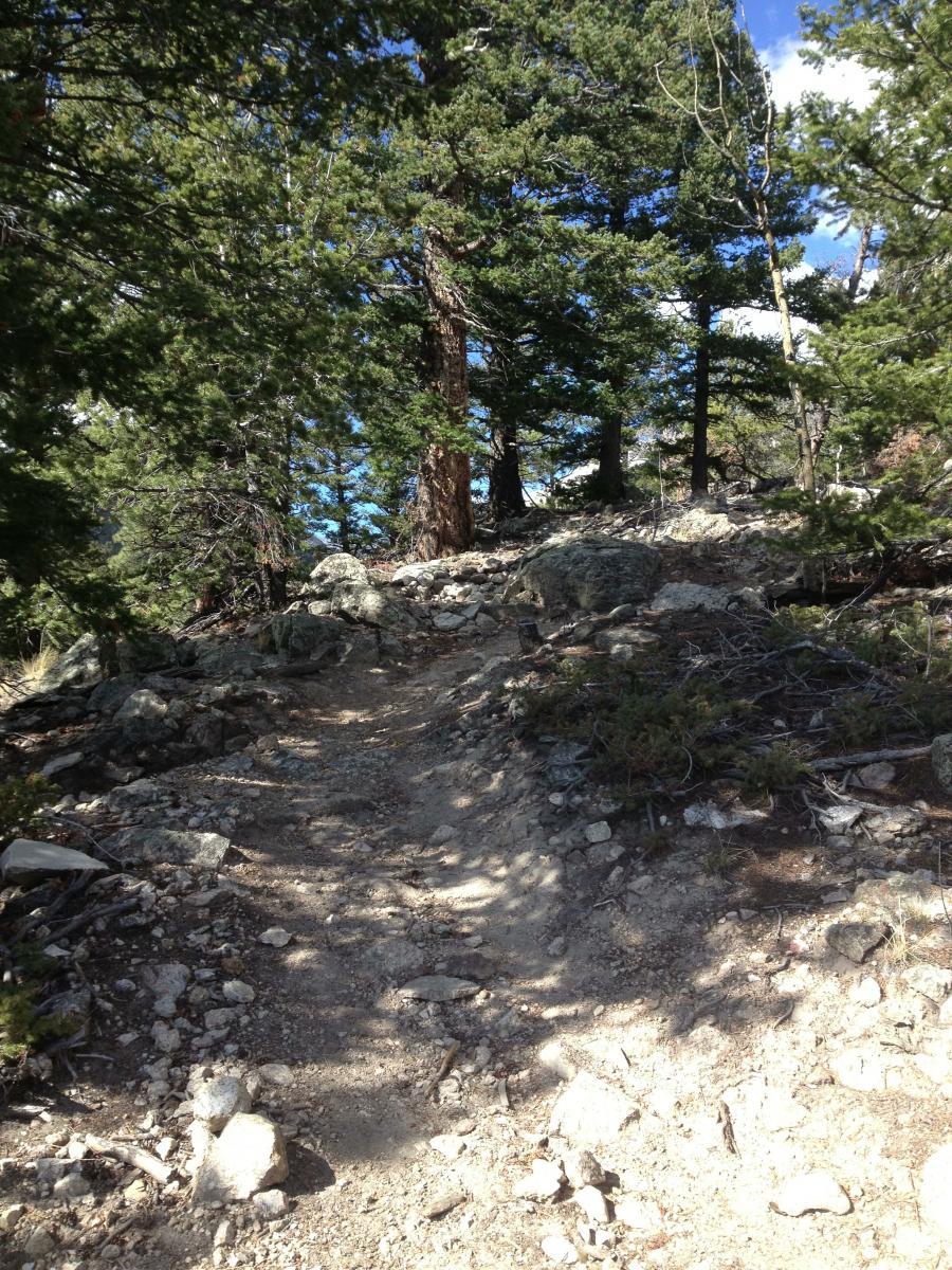 A rocky trail winding through a forested area, featuring tall green trees and a clear blue sky. The path is dirt and gravel, with scattered stones and patches of sunlight filtering through the foliage. Colorado Trail: Mt. Shavano thd to Chalk Creek thd mountain bike trail.